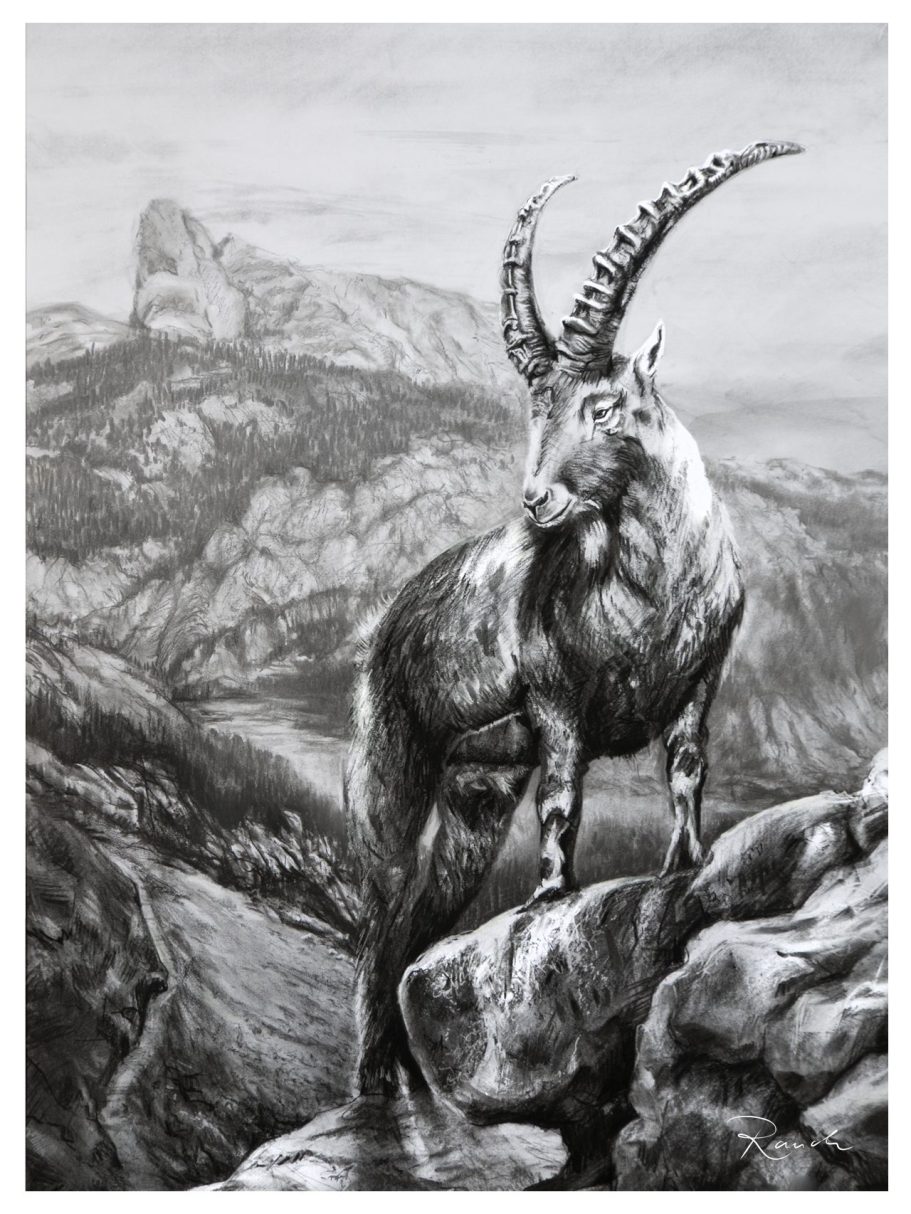 Kohle 50x70cm